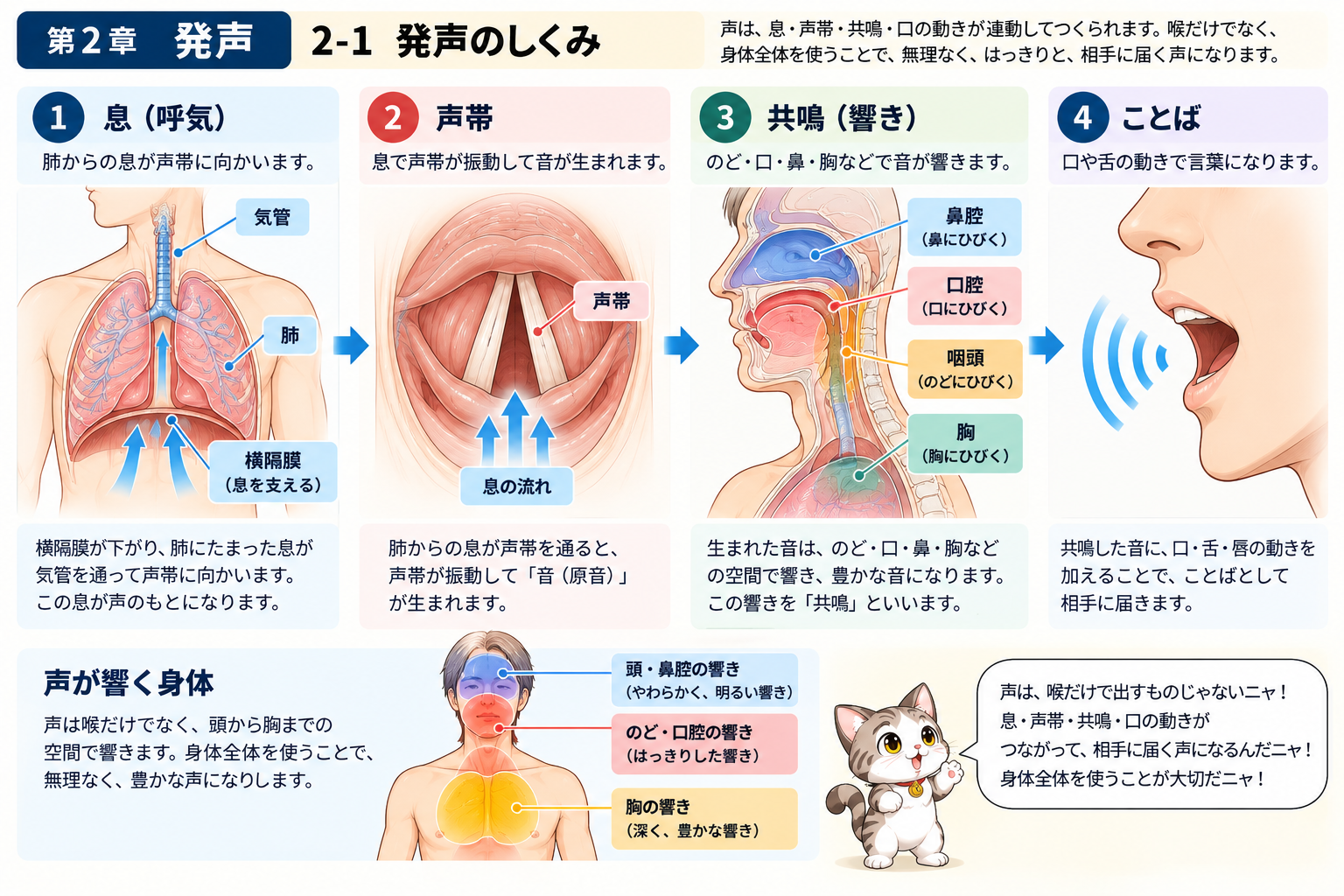 発声のしくみを息、声帯、共鳴、ことばの4段階で示した図説